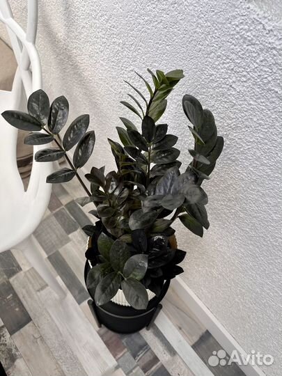 Замиокулькас Black Raven