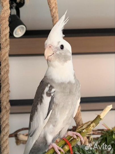 Попугай корелла мальчик