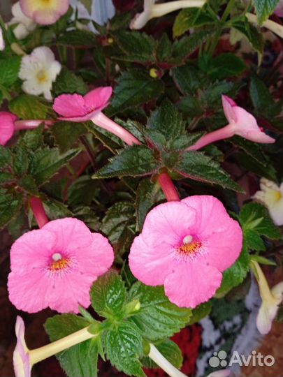 Ахименесы ризомы