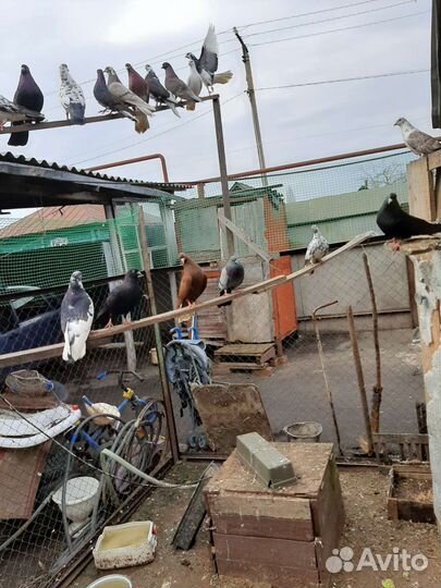 Голуби лётные