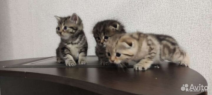 Шотландские котята
