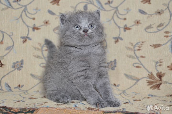 Шотландские вислоухие котята