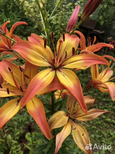 Цветы садовые многолетники