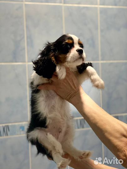 Кавалер кинг чарльз спаниель