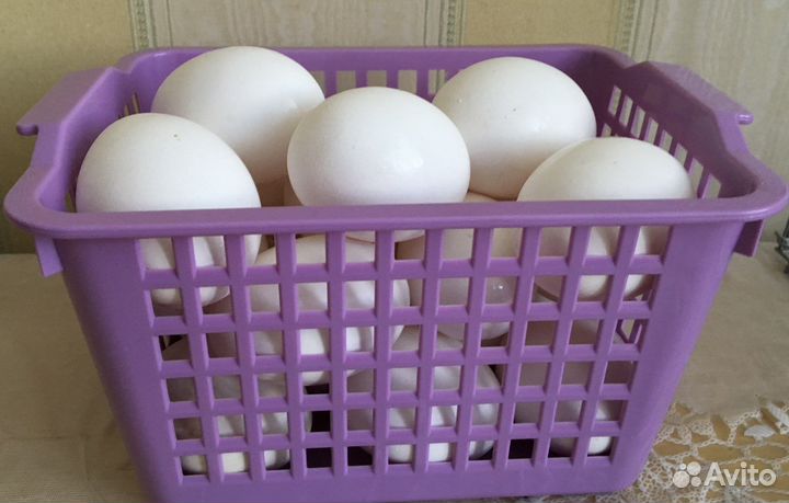 Домашние куриные яйца