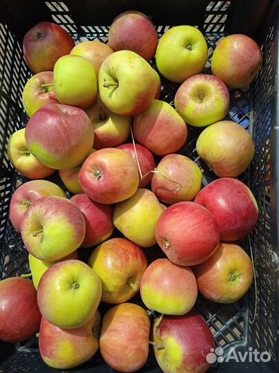 Яблоки свежий урожай
