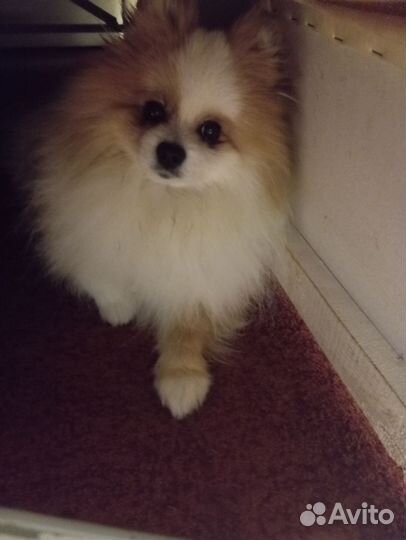 Померанский шпиц мини щенок