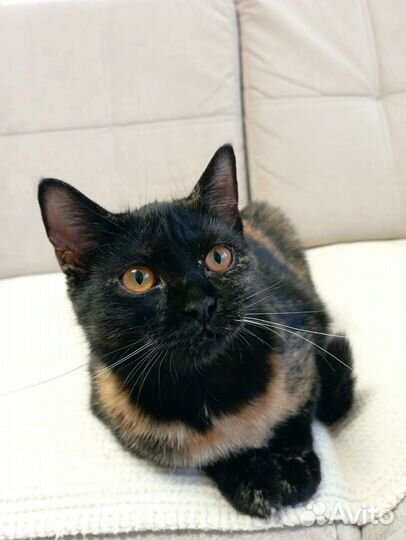 Котенок Лия девочка метис шотландки 10мес привита