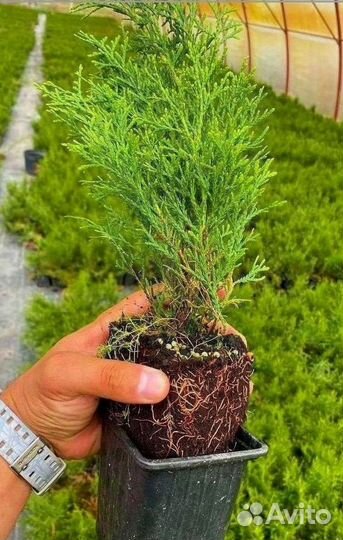 Туя смарагд р9 оптом 30-40 см