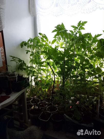 Рассада томатов для соления и салатов