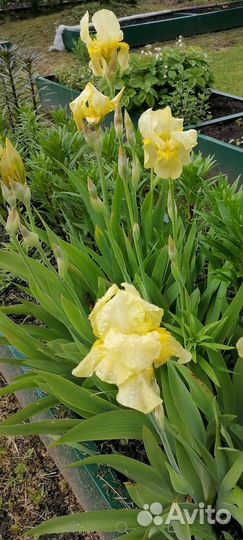 Ирисы бородатые