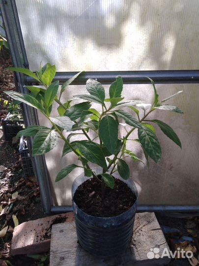 Листья джинуры