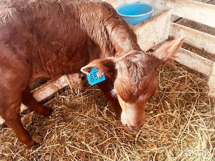 Телята телки бычки бесплатная доставка до двора