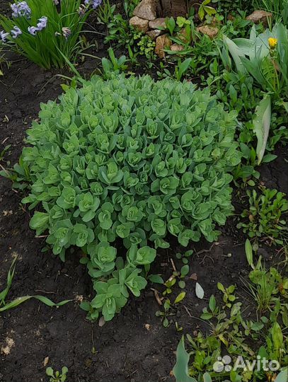 Растения цветы для сада