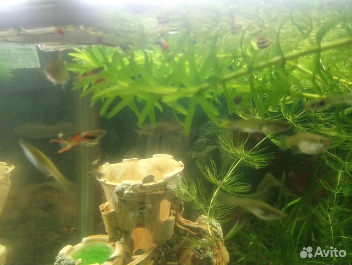 Гуппи молодь и подростки