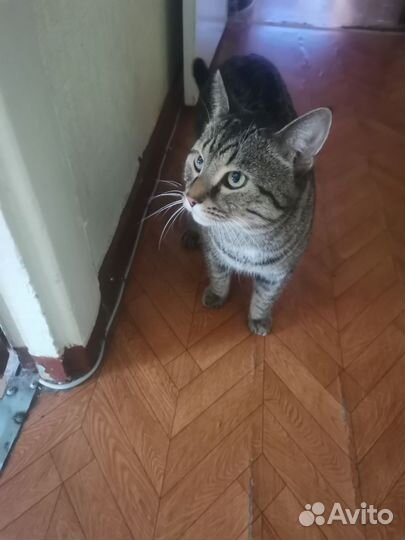 Кот на вязку