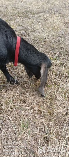 Козлик и козлушка камори