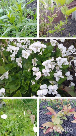 Продаю растения для сада и клумбы