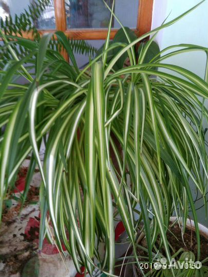 Цветы в горшках