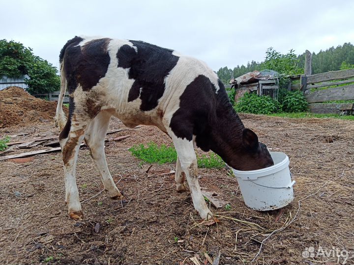 Корова телка