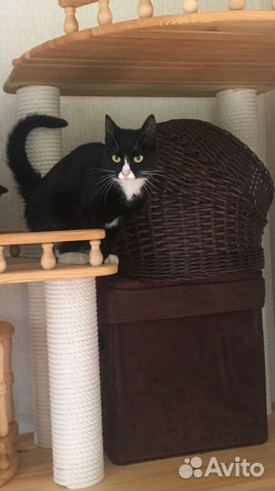 Ласковая кошечка, возраст 6 мес в добрые руки