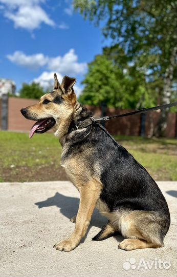 Собака в добрые руки отдам бесплатно