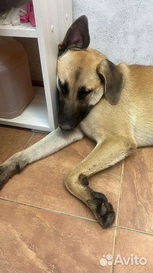 Собаки бесплатно в добрые руки щенки