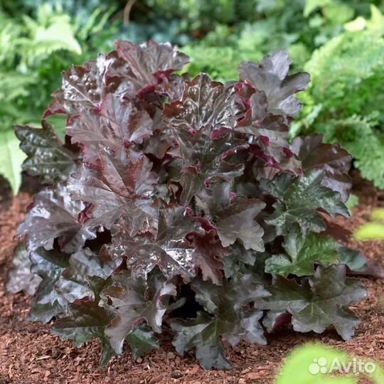 Гейхера Пэлас Перпл зкс