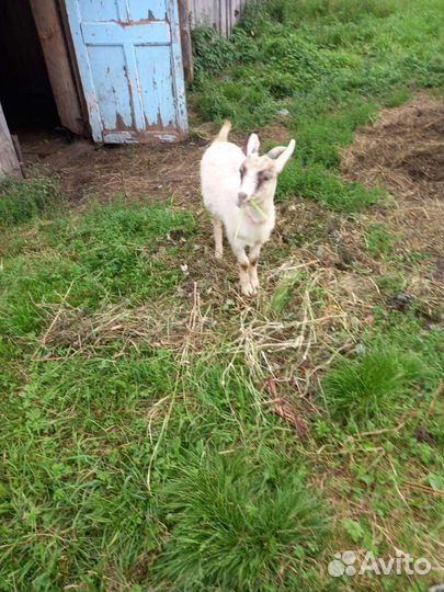 Продам Коз
