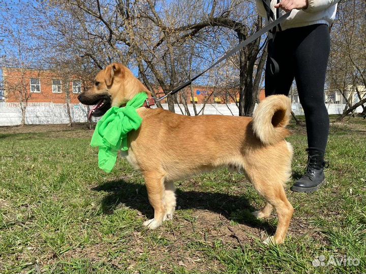 Небольшой пес из приюта