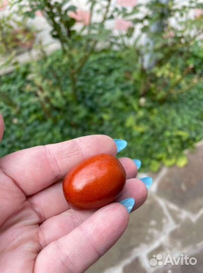 Зизифус (унаби) финик плоды