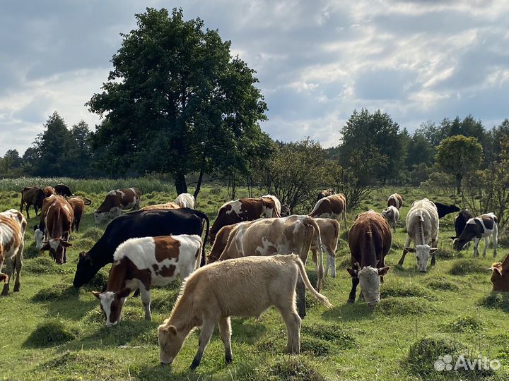 Быки коровы и телки