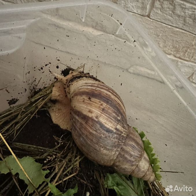 Отдам в хорошие руки бесплатно