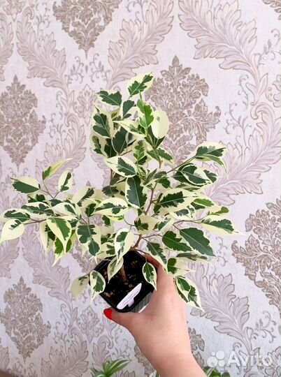 Фикус Твилайт