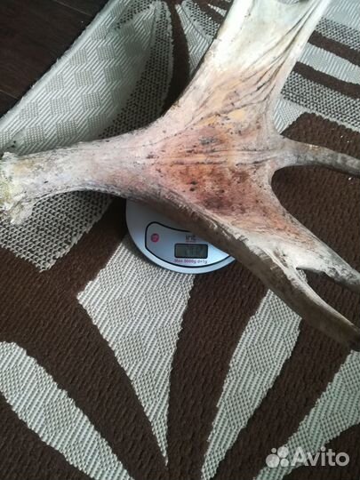 Продам рога лося