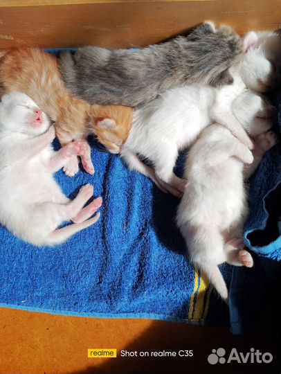 Котята ищут дом