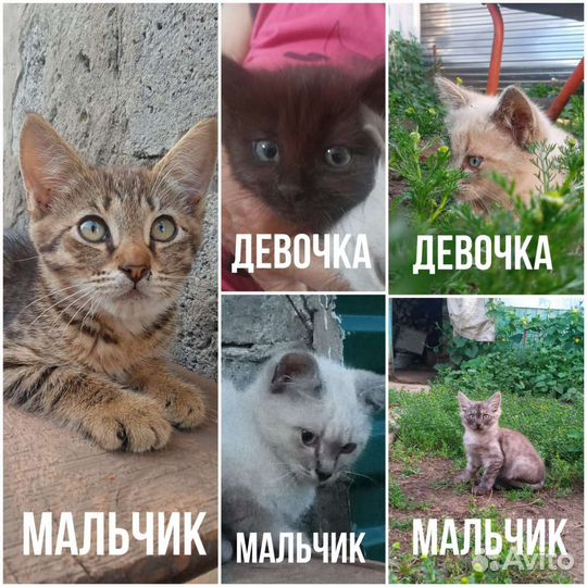 Котята в добрые руки