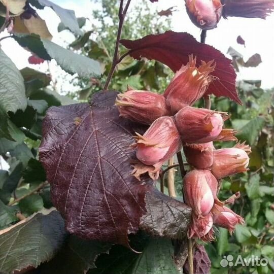 Фундук краснолистный, на посадку