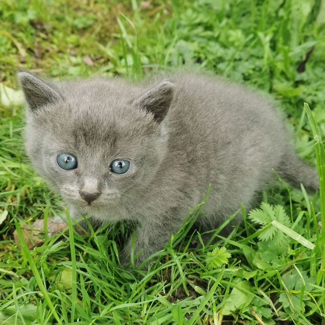 Котёнок в добрые руки