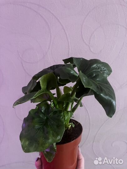 Филодендрон Атом