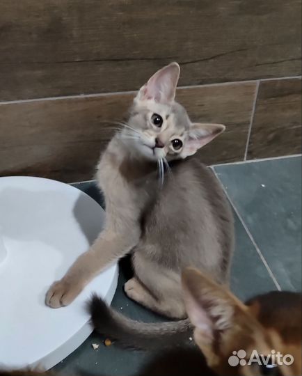 Клубные абиссинские котята
