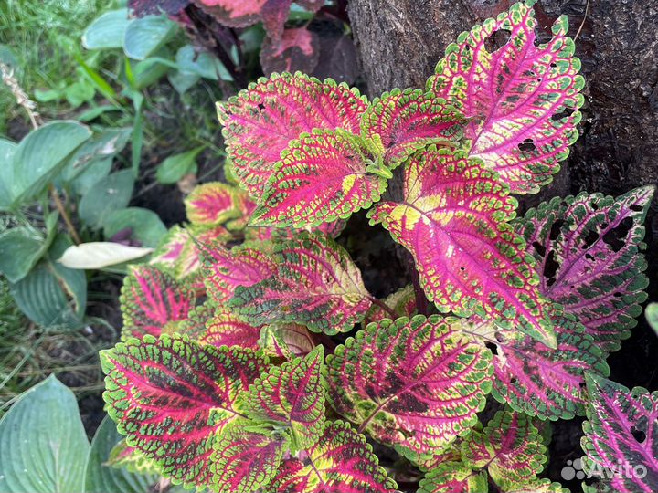 Колеусы 40 сортов