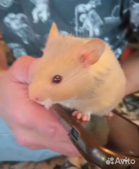 Сирийский хомяк