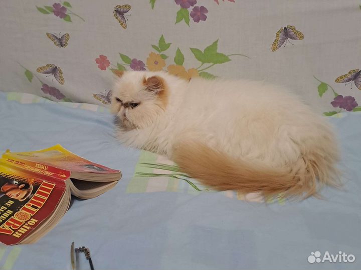 Передержка домашних животных