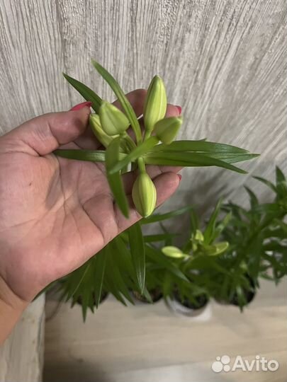 Комнатные цветы калла