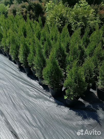 Туя Смарагд