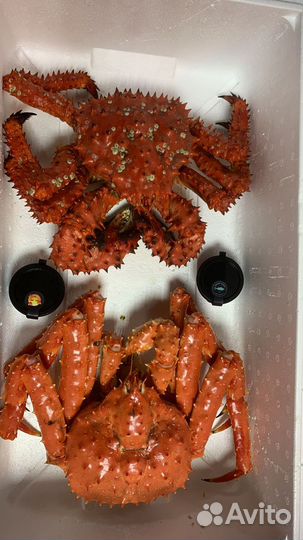 Краб живой колючий