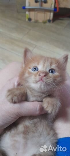 Котята помесь с британцем