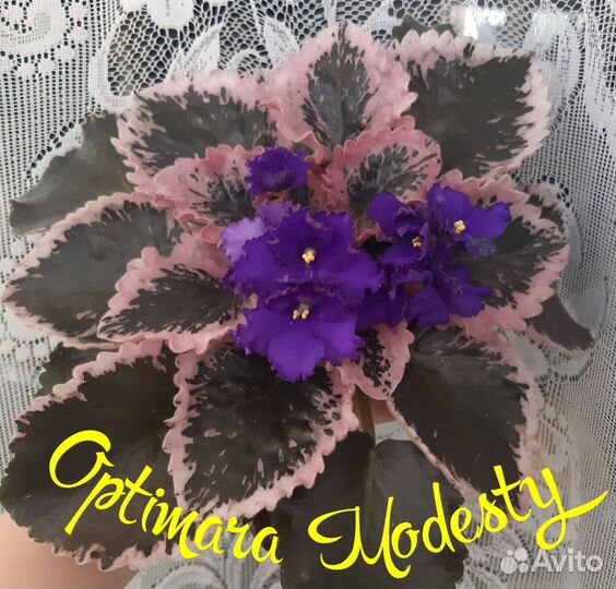 Фиалка детки