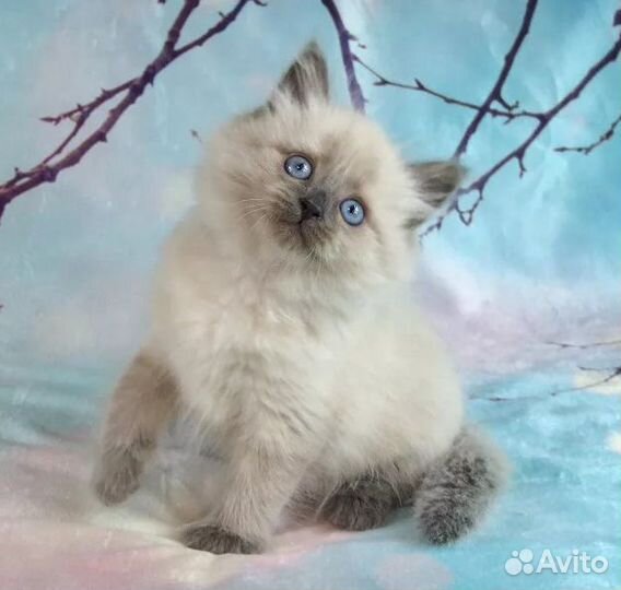 Сибирские Невские маскарадные котятки